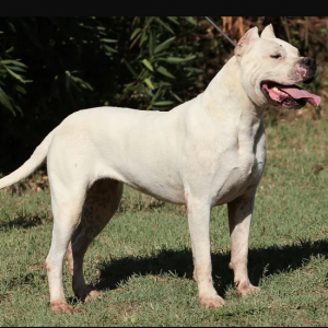 Bully Kutta