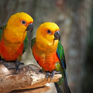 Conures