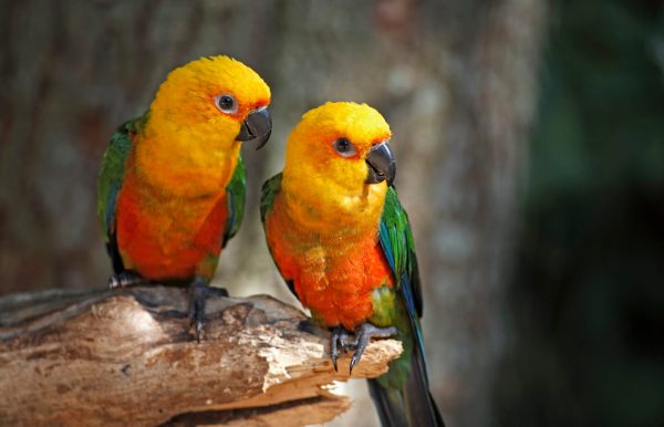 Conures