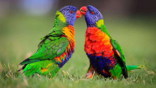 Rainbow Lorikeet