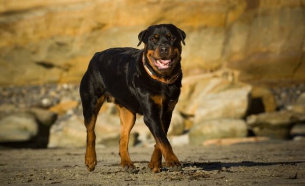 Rottweiler